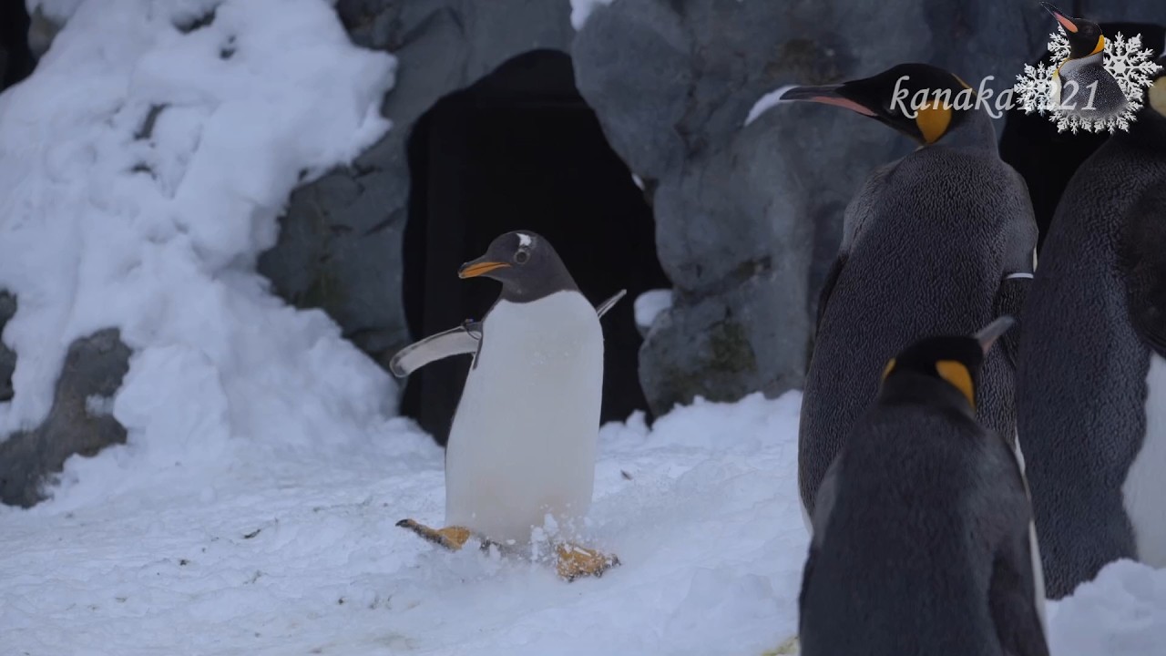 旭山動物園 ジェンツーペンギン48番暴れまくり！-#48 Running around