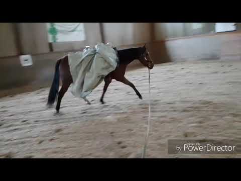 EINREITEN JungPferd 💕QH Stute💕 ERSTE SCHRITTE