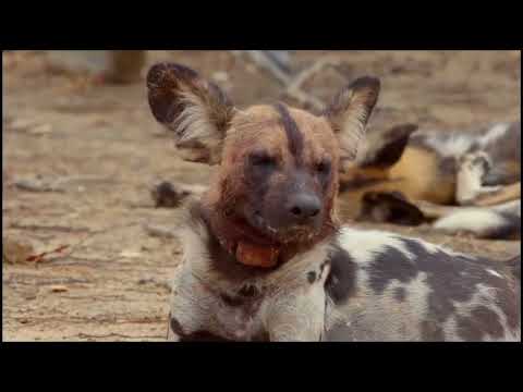 Africa's Hunters: Hyenas and Wild Dog's Deadly Rivals #documentary #natueswildtv #wildlife