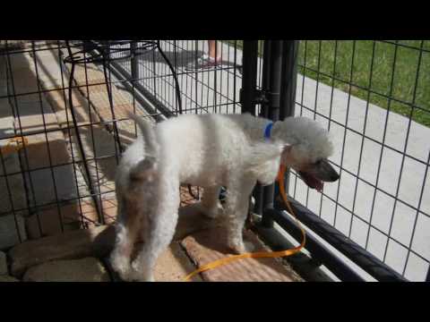 Prince, an adopted Poodle & Maltese Mix in Houston, TX_image-1