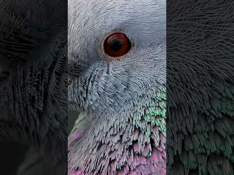 あなたの庭で鳥が何を食べるかを調べてください！種、果物、その他たくさんの驚きがあります!  庭園