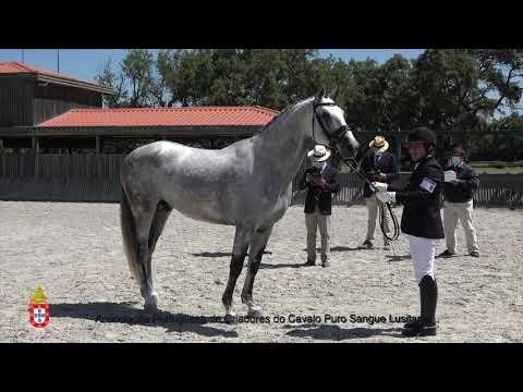 200619 8 Lizarran - Aprovação de Garanhões