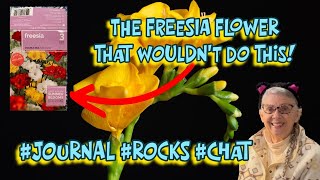 Just Journaling: THE SAGA OF THE DOLLAR TREE FREESIA CORMS!
