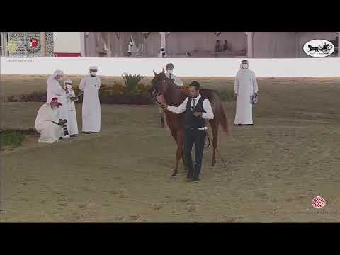 N 195 FOLA AL REMAS   Al Dhafrah Arabian Horse Championship 2021   Mares 4 6 Years Old Class 4A