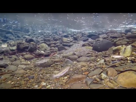 Steelhead in the Classroom: Trout Feeding Methods and Diet