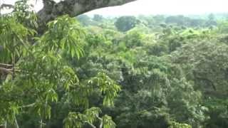 South America 2008 Amazon Jungle part three