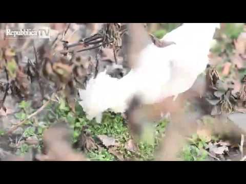 Masterchef di ricette con la canapa