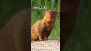 Download lagu SUARA PIKAT GARANGAN 100%PALING AMPUH 2021!! mp3