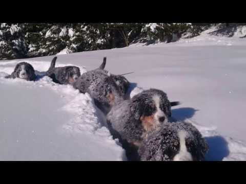 image-Are Bernese mountain dogs good in the snow?