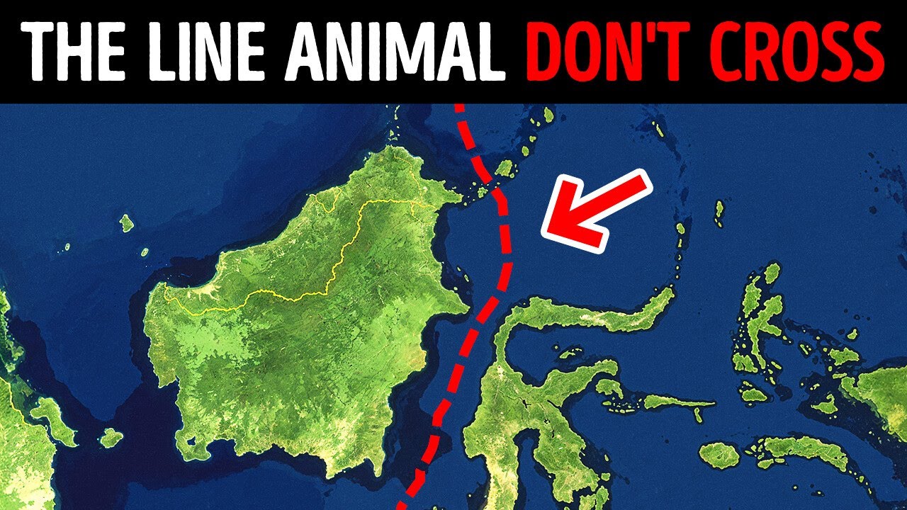No Animals Ever Pass This Invisible Border, Here's Why
