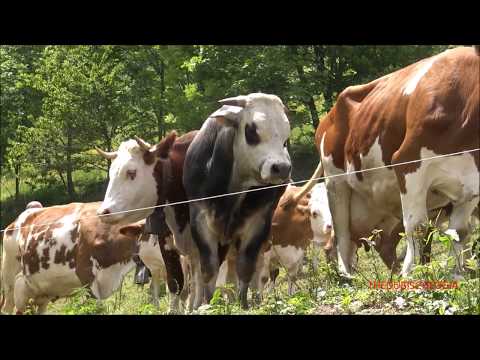 MUCCHE E CAMPANELLE A PALANFRE' A VERNANTE. (CN) MART. 2 - 6 - 2020.