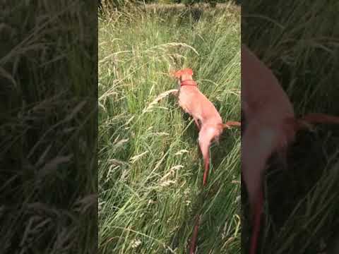 Die erste Schweißfährte