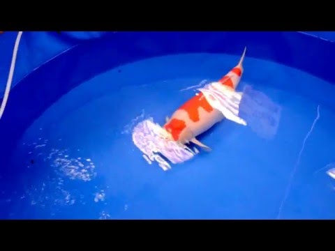 47. All Japan Show 2016 Part 1 by Koinet