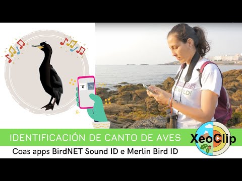 Vídeo: Identificación de canto de aves