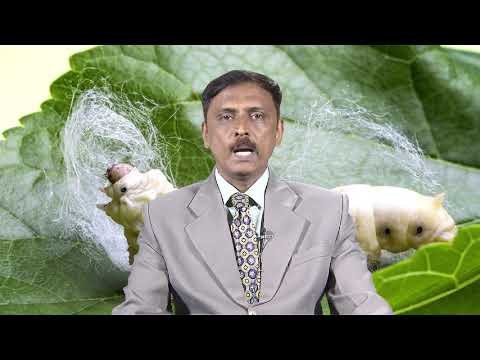 Biology of the silkworm, Bombyx mori