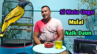 Download lagu Caring for the Cucak Kurincang Bird mp3