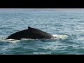 HD Trudy Op Reis 2018 IJsland Dag 5 Laugar Whale Watching Vanuit Húsavik Laugar