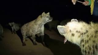 preview picture of video 'Feeding Hyenas of Harar (4/4), Ethiopia'