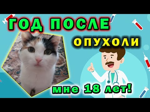 Год после карциномы ☝ Опухоль молочной железы😎 Старая кошка