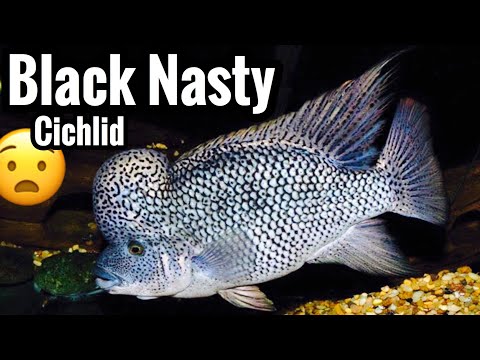 download lagu mp3 mp4 Black Nasty Cichlid Care, download lagu Black Nasty Cichlid Care gratis, unduh video klip Black Nasty Cichlid Care