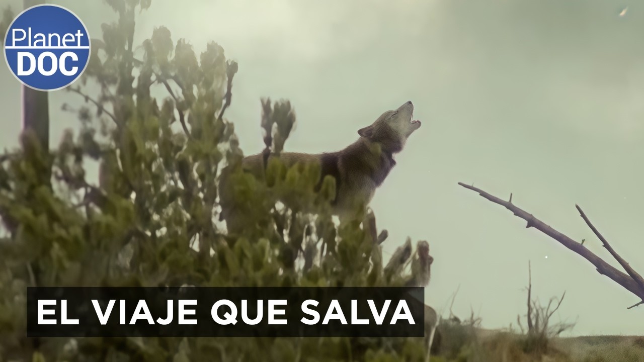 Volver al Origen: El Ecoturismo y la Reconciliación con la Tierra