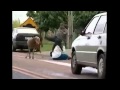 GOAT HEAD BUTTING EVERYONE