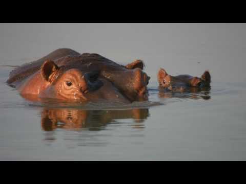 Faszination Afrika - Krügerpark