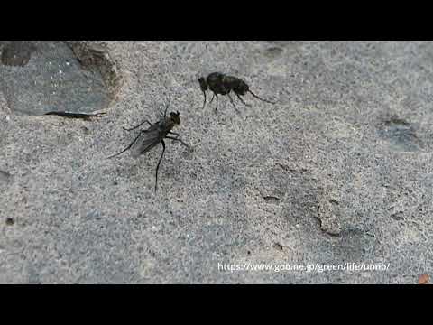 ハエの喧嘩　台湾