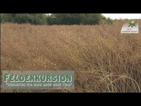 73. Feldexkursion: Rapssorten - NU Agrar, 19.07.2017