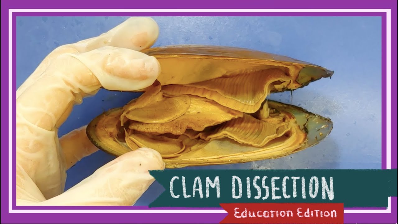 Clam Dissection || Coming Out of Its Shell [EDU]