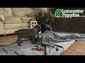Cane Corso dogs for sale: Bear - Video 1
