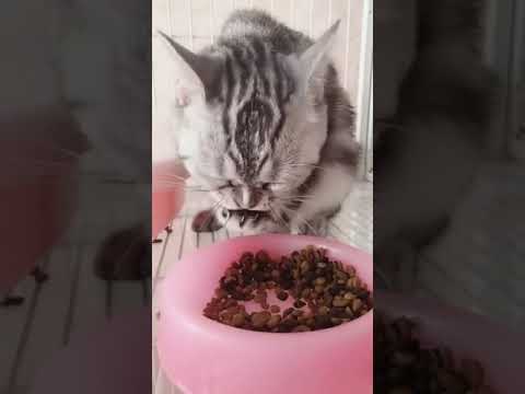 Why does my cat eat with his hand???😹😹😹 Is he broken???😹😹😹  Funny CAT Video 😂😂😂WATCH TILL t