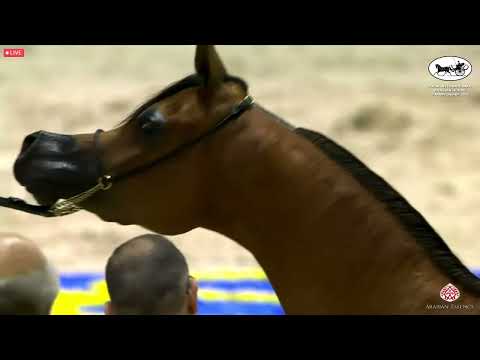N 51 MDS HIND   Dubai International Arabian Horse Championship 2022   Fillies 3 Years Old Class 4
