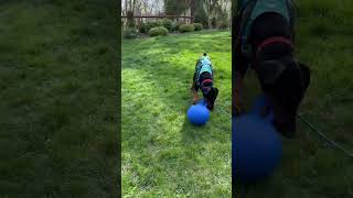 Video preview image #1 Doberman Pinscher Puppy For Sale in Buffalo, MN, USA