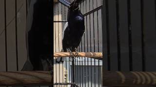 Download lagu viral⁉️pancingan suara burung Kacer gacor #kacergacor #kacer #suaraburungkacer mp3