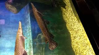 preview picture of video 'Mumbai Taraporevala Aquarium'