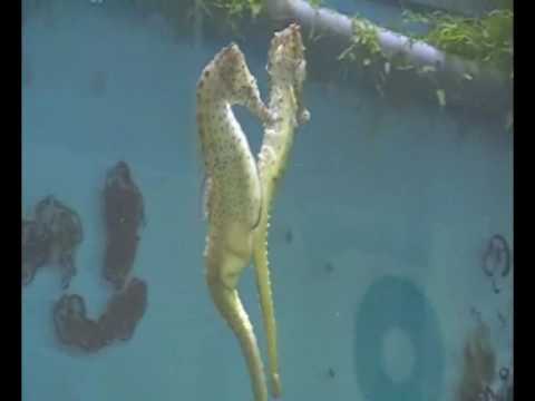 Seahorse mating dance