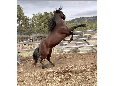 Time to Stop Horsing Around and Train a Dangerous Stallion.