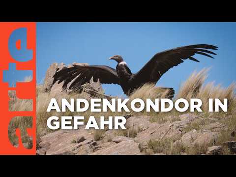Argentinien: Rettet den Kondor | ARTE Reportage