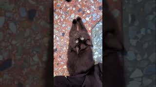 Download lagu Please don’t scroll #trending #cat #kittens #viralvideo #pets #persiancat mp3