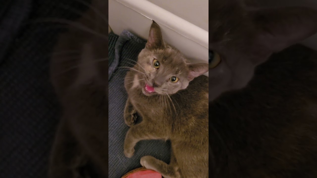 Enlarge Becky, a ADOPTABLE Domestic Short Hair in Mississauga, ON video 6/6