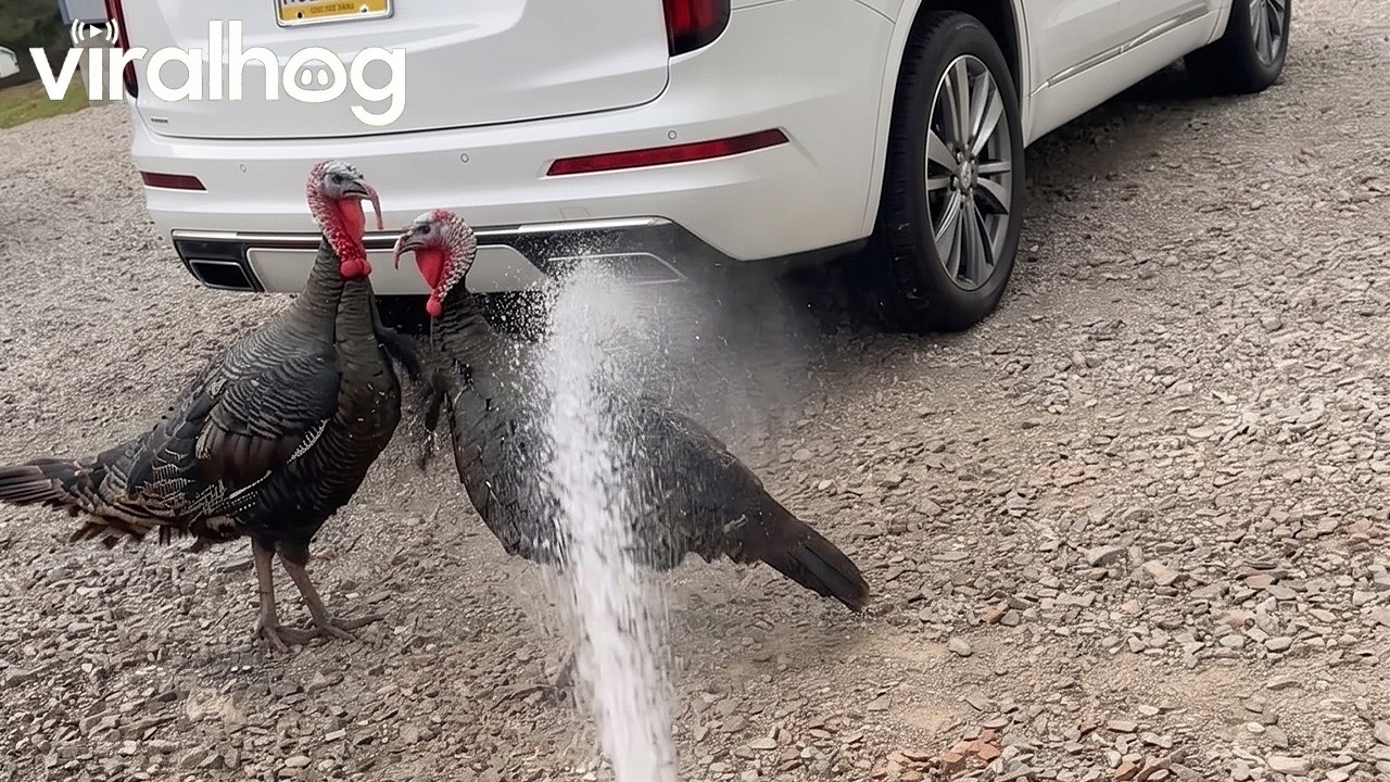 Turkeys Unphased By Neighbor Spraying Water || ViralHog