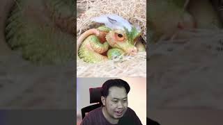 Download lagu Bayi Naga Yang Baru MEnetas!! #m4zsda #shortvideos #horrorgaming #shorts #reaction mp3 Download lagu Bayi Naga Yang Baru MEnetas!! #m4zsda #shortvideos #horrorgaming #shorts #reaction mp3