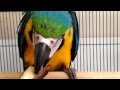 Lola blue and gold macaw eating banana 