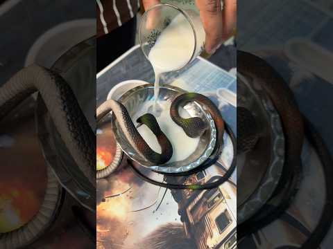 Snake🐍Milk | #funny #comedy #trending #food #youtubeshorts #shorts #short #love #viral #ytshorts