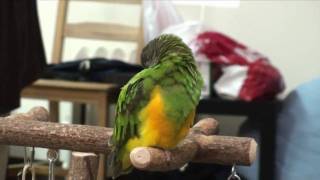 Kili Senegal Parrot and Duke the Budgie Fall Asleep Together