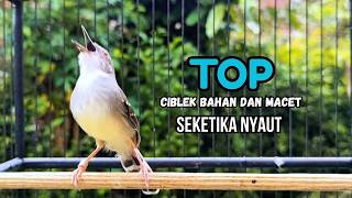 Download lagu CIBLEK SEMI GACOR AMPUH UNTUK PANCINGAN CIBLEK BAHAN DAN MASTERAN CIBLEK MACET SEKETIKA NYAUT mp3
