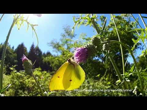 ヤマキチョウの飛翔、吸蜜