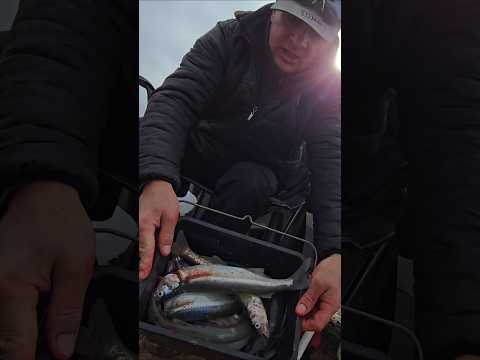 Adelanto de la jornada de pesca en Laguna del Monte, Guamini🎣🎣🎣