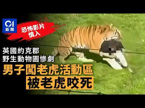 【01秒看新聞】英國約克郡野生動物園慘劇 男子闖老虎園區遇襲傷重不治｜01新聞｜約克郡｜園區｜老虎｜野生動物園｜英國